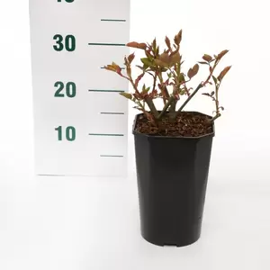 Struikroos 'Sunsilk' pot 17 cm - afbeelding 2