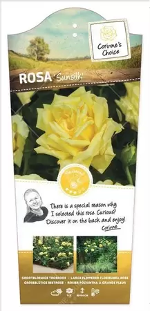 Struikroos 'Sunsilk' pot 17 cm - afbeelding 1