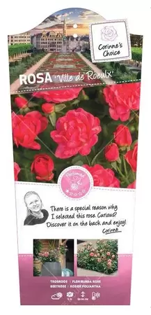 Struikroos 'Ville du Roeulx' pot 17 cm - afbeelding 1