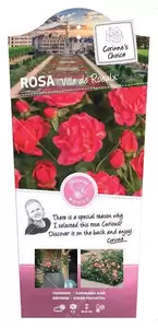 Struikroos 'Ville du Roeulx' pot 17 cm - afbeelding 1