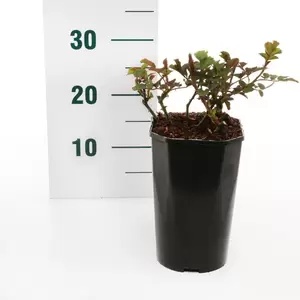 Struikroos 'Ville du Roeulx' pot 17 cm - afbeelding 2