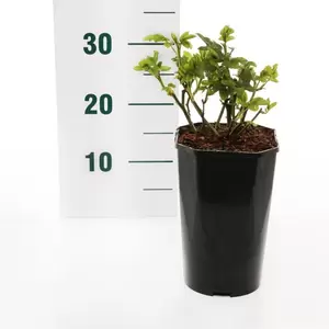 Struikroos 'Yellow' Meilove'® Pot17cm - afbeelding 2