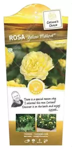 Struikroos 'Yellow' Meilove'® Pot17cm - afbeelding 1