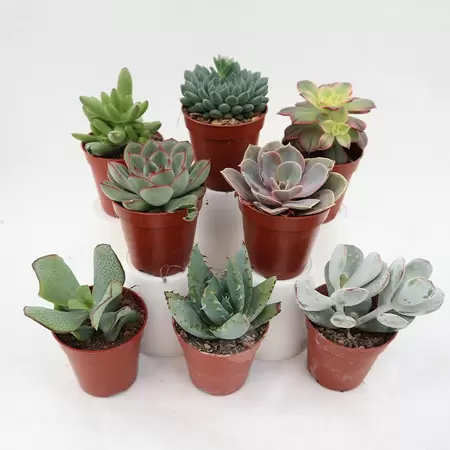 Succulenten Assorti.