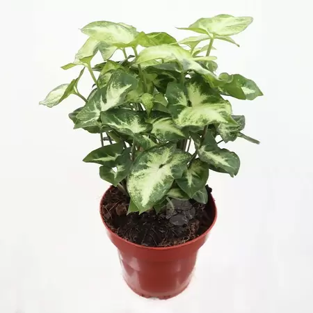 Syngonium Pixie