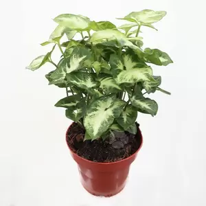 Syngonium Pixie