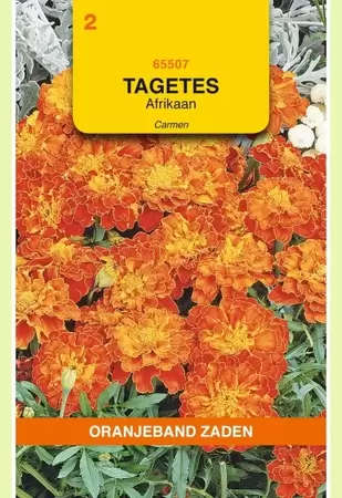 Tagetes, Afrikaan Carmen Oranjeband - afbeelding 1