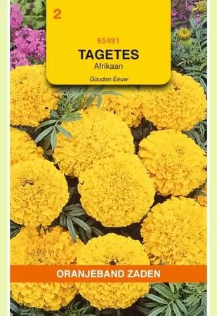 Tagetes, Afrikaan Gouden Eeuw Oranjeband - afbeelding 1