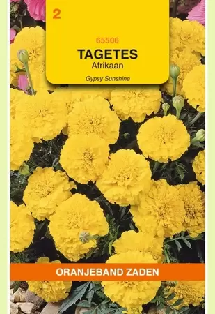 Tagetes, Afrikaan Gypsy Sunshine Oranjeband - afbeelding 1