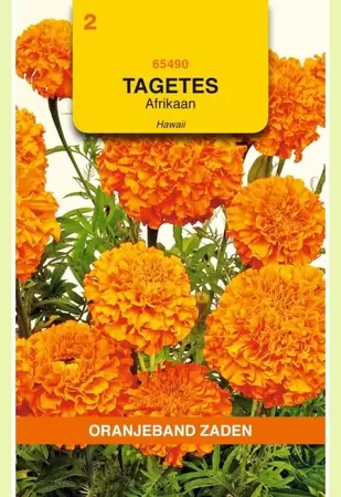 Tagetes, Afrikaan Hawaii Oranjeband - afbeelding 1