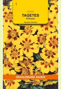 Tagetes, Afrikaan Naughty Marietta Oranjeband - afbeelding 1