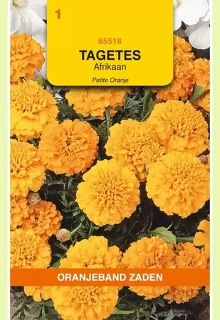 Tagetes, Afrikaan Petite Orange Oranjeband - afbeelding 1