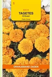 Tagetes, Afrikaan Petite Orange Oranjeband - afbeelding 1