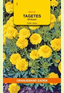 Tagetes, Afrikaan Petite Yellow Oranjeband - afbeelding 1