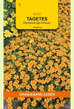 Tagetes, Afrikaan Pumila kleinbloemig, oranje Oranjeband - afbeelding 1