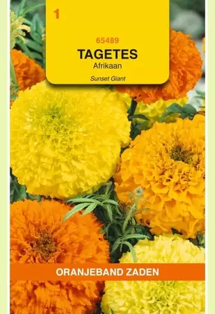 Tagetes, Afrikaan Sunset Giants gemengd Oranjeband - afbeelding 1