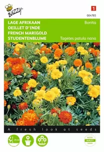 Tagetes, lage Afrikaan Carmen Buzzy Seeds - afbeelding 1