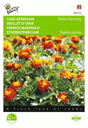 Tagetes, lage Afrikaan Petite Orange Buzzy Seeds - afbeelding 1