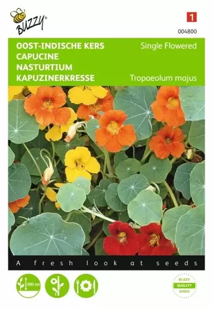 Tagetes, randjes Afrikaan Starfire Buzzy Seeds - afbeelding 1