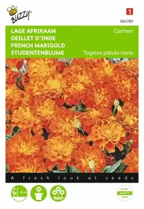 Tagetes, lage Afrikaan Bolero Buzzy Seeds - afbeelding 1