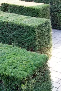 Taxus baccata (sixpack) - afbeelding 2