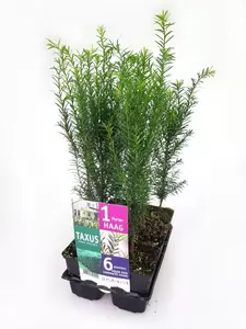 Taxus baccata (sixpack) - afbeelding 1