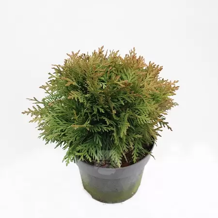 Thuja occ. 'Danica'| Westerse levensboom