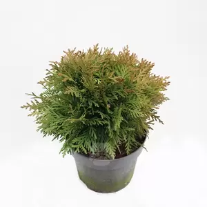 Thuja occ. 'Danica'| Westerse levensboom