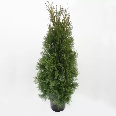 Thuja occ. 'Smaragd' | Westerse levensboom H120/140