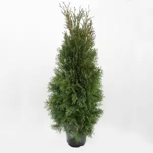 Thuja occ. 'Smaragd' | Westerse levensboom H120/140