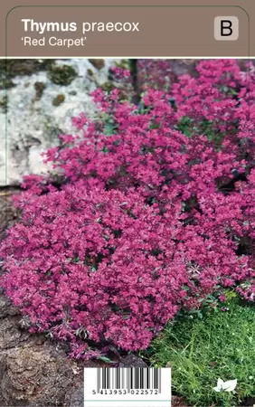 Thymus praecox Red Carpet