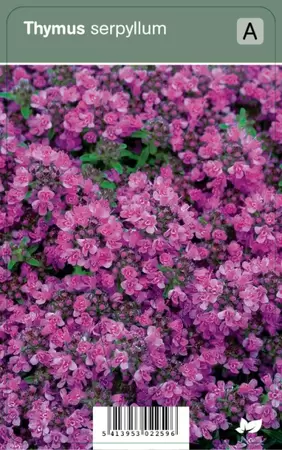 Thymus serpyllum