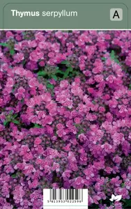 Thymus serpyllum