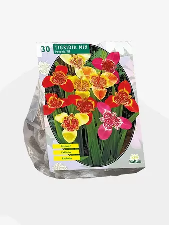 Tigridia Pavonia, Mix per 30