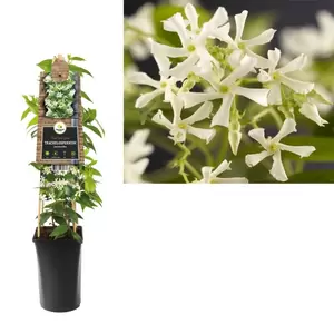 Trachelospermum jasminoides | Toscaanse jasmijn