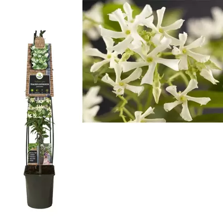 Trachelospermum jasminoides | Toscaanse jasmijn