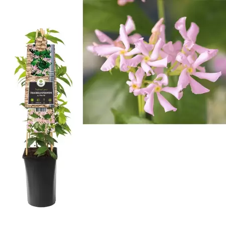 Trachelospermum as. Pink Air | Toscaanse jasmijn Pot16cm