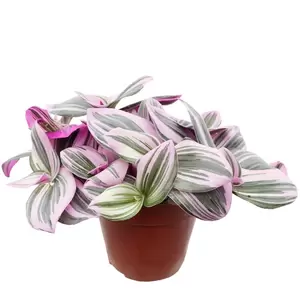 Tradescantia Albiflora 'Nanouk' | Vaderplant