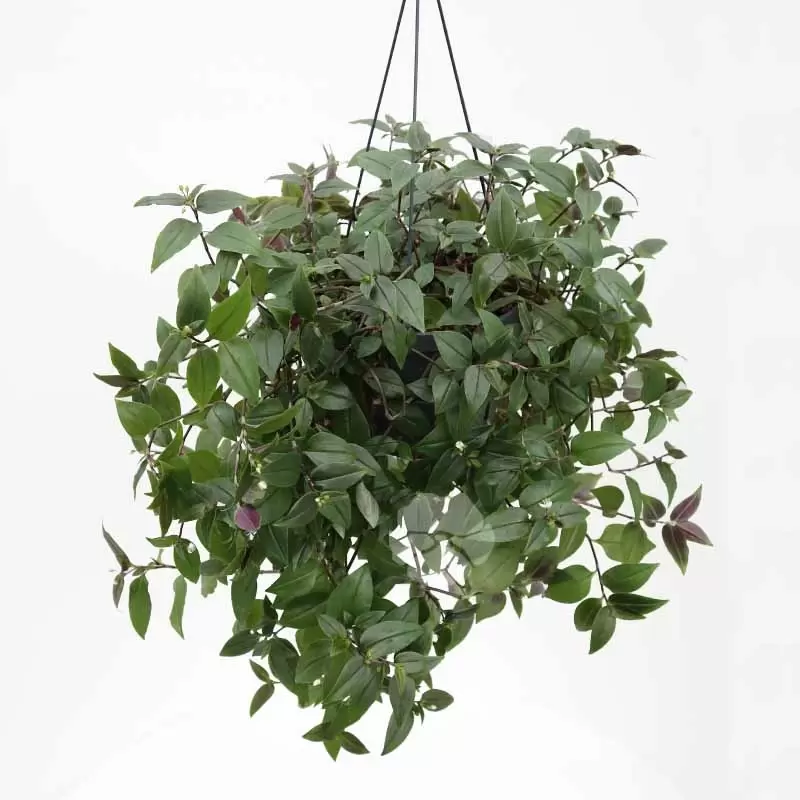 Tradescantia green hill discount