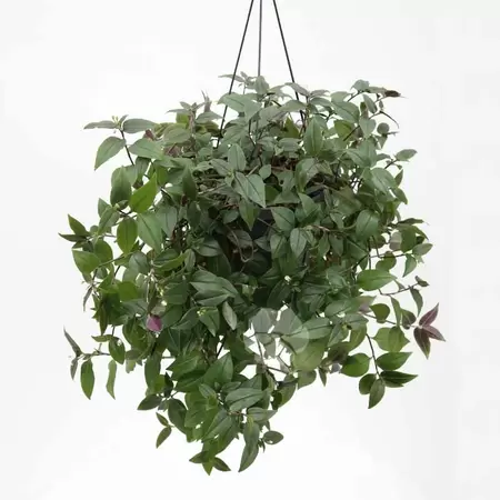 Tradescantia ‘Green Hill’ | Vaderplant Hangpot