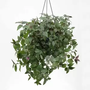 Tradescantia ‘Green Hill’ | Vaderplant Hangpot