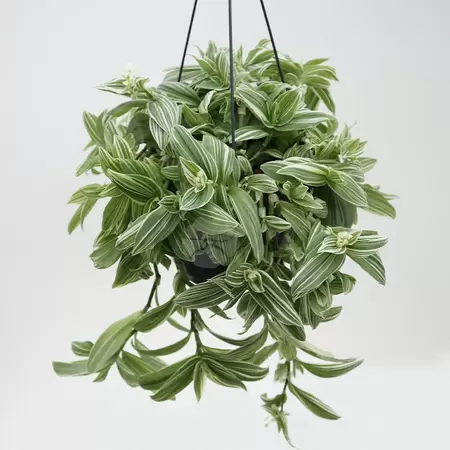 Tradescantia 'Ivory Hill' | Vaderplant Hangpot