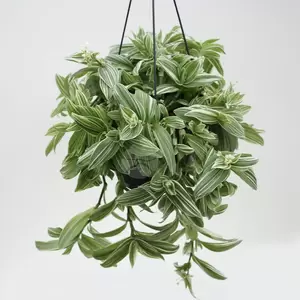 Tradescantia 'Ivory Hill' | Vaderplant Hangpot