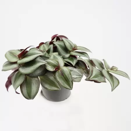 Tradescantia | Vaderplant