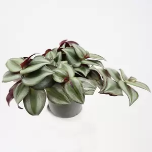 Tradescantia | Vaderplant