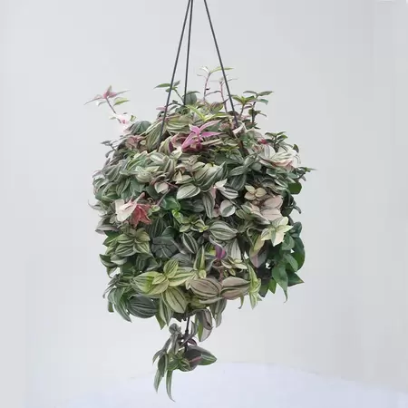 Tradescantia Quadricolor Rainbow Hill | Vaderplant Hangpot