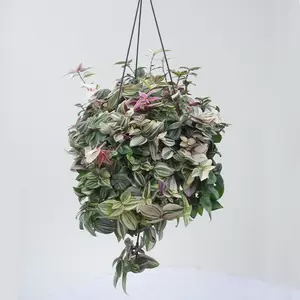 Tradescantia Quadricolor Rainbow Hill | Vaderplant Hangpot