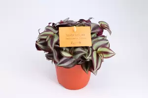 Tradescantia Zebrina | Vaderplant