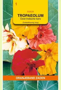 Tropaeolum, Oost-Indische kers dubbelbloemig hoog Oranjeband - afbeelding 1