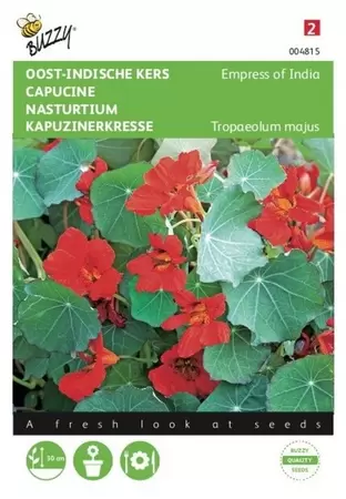 Tropaeolum, Oost-Indische kers Tom Thumb gemengd Buzzy Seeds - afbeelding 1